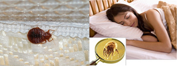 Mattress Cleaning San Bruno, CA