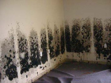 Mold and Mildew Removal San Bruno, CA